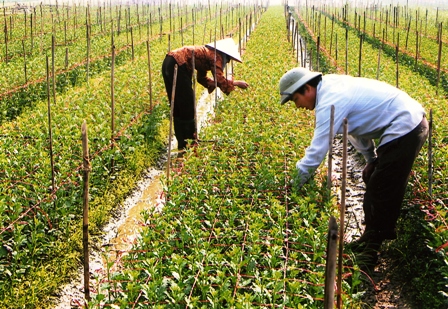 Hà Nội đầu tư nhiều hơn cho nông nghiệp ảnh 1